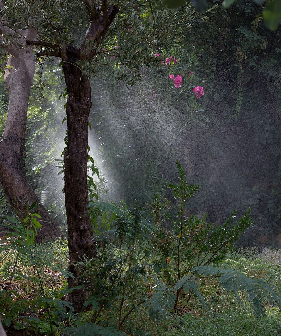 drops, watering, rain, rays, roses, nature, forest, tree, plant HD wallpaper