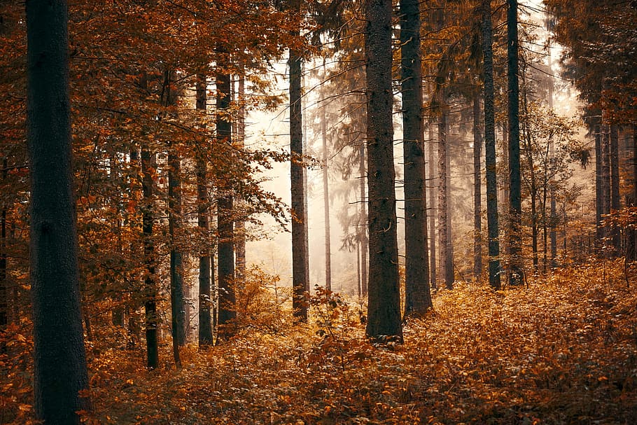 Forest With Fogs, autumn, autumn leaves, backlit, colors of autumn