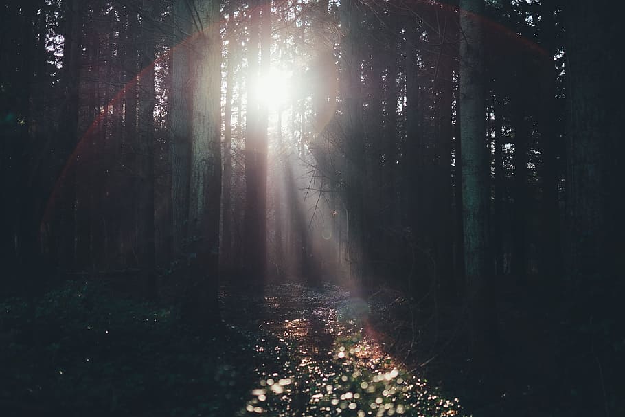 trees, plant, sunlight, sunshine, sunrise, sunny, day, morning HD wallpaper