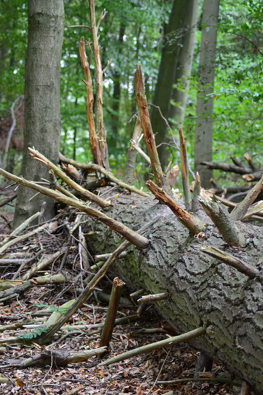Tree, Fallen, Aesthetic, Log, Tribe, fallen tree, forestry HD wallpaper