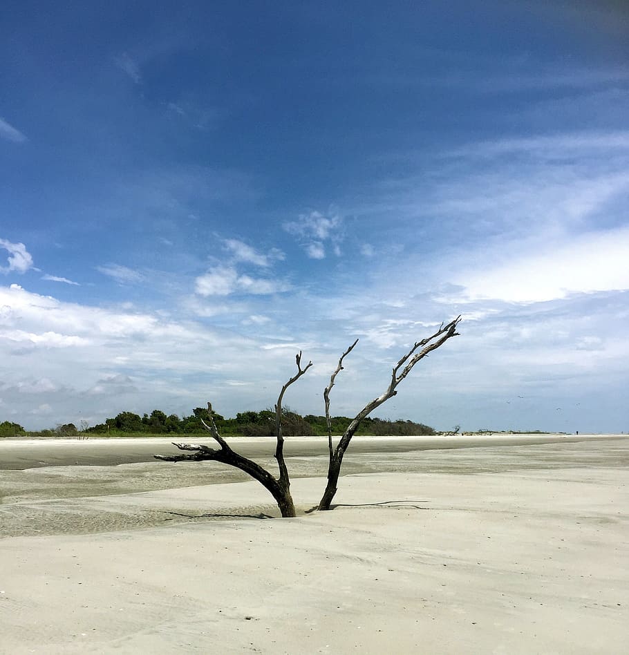 beach, sand, tree, blue, ocean, coast, sea, sky, beach sand HD wallpaper