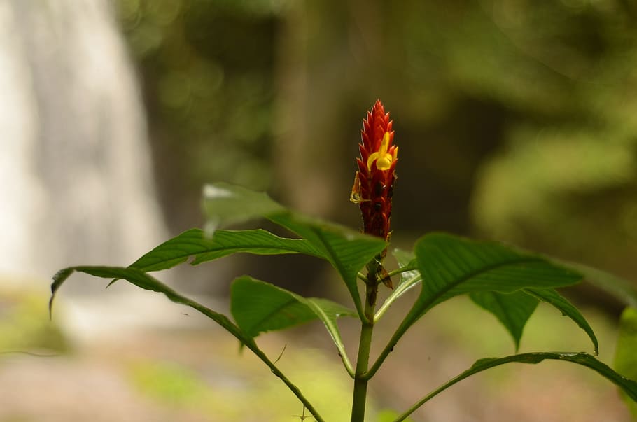 nature, tree, natural, plant, leaf, plant part, beauty in nature HD wallpaper