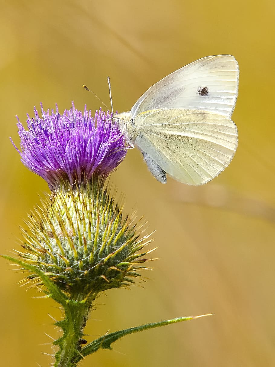 white moth on purple flower, butterfly, thistle, insect, nature HD wallpaper