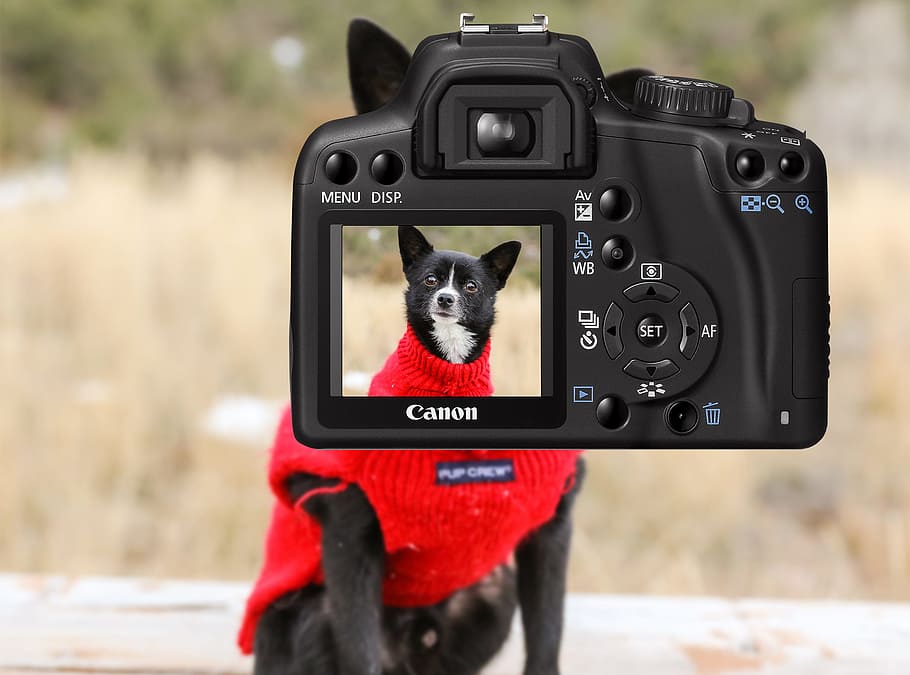 selective focus photography of Canon DSLR camera with dog in red shirt display HD wallpaper