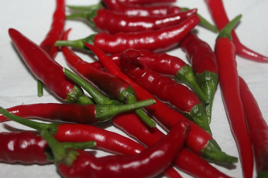 chilli, peppers, red, decorative, vegetables, food and drink HD wallpaper