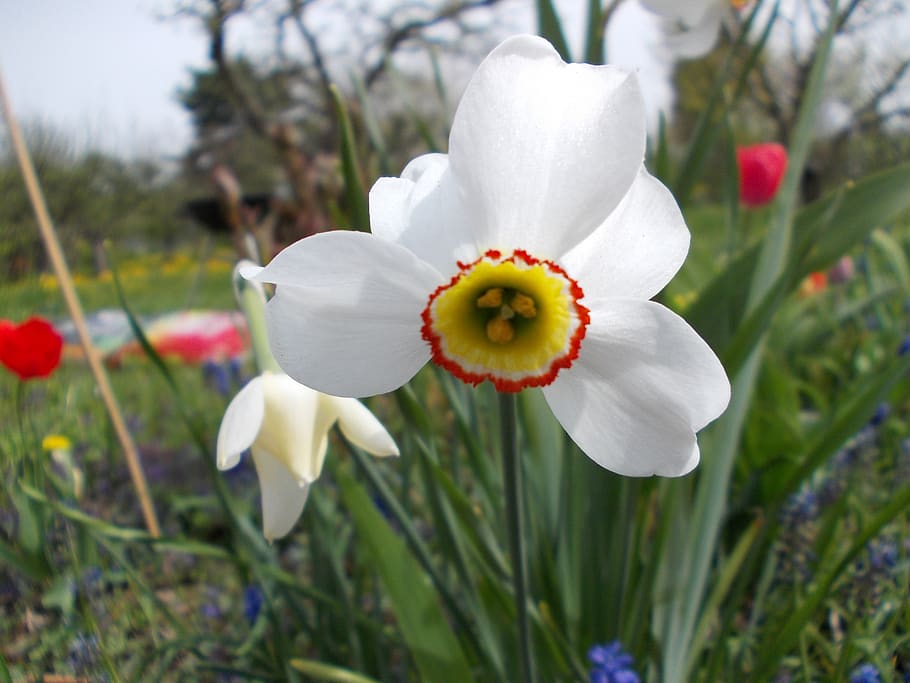 spring, daffodil, flowering plant, beauty in nature, freshness HD wallpaper