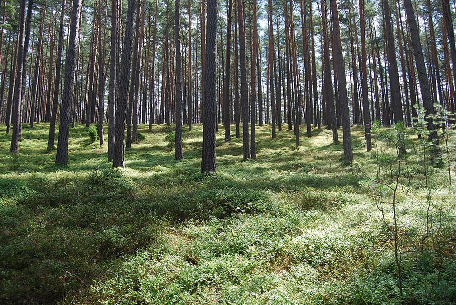 Forest, Nature, Tree, pine tree, woodland, tree trunk, plant HD wallpaper