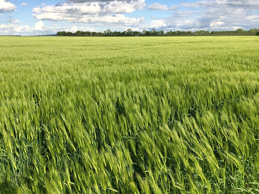 Field, Spike, Cornfield, Grain, green, agriculture, nature HD wallpaper