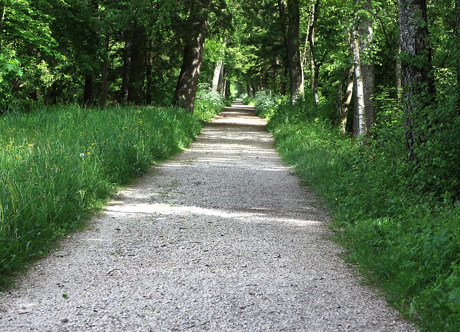 forest path, lane, trees, away, green, plant, direction, the way forward HD wallpaper