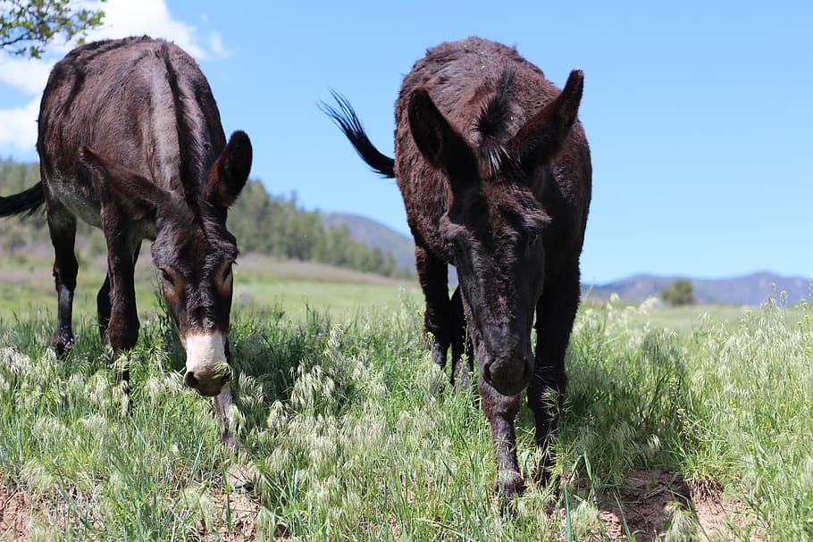 donkey, mules, animals, nature, pasture, meadow, mammal, domestic animals HD wallpaper