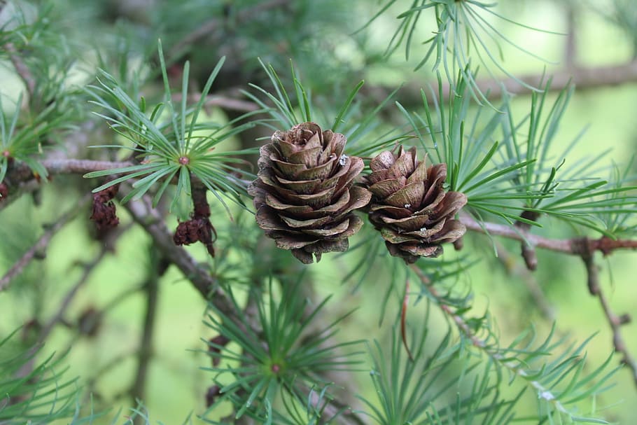 cones, larch, nature, sprig, larch needles, larch cones, coniferous trees HD wallpaper