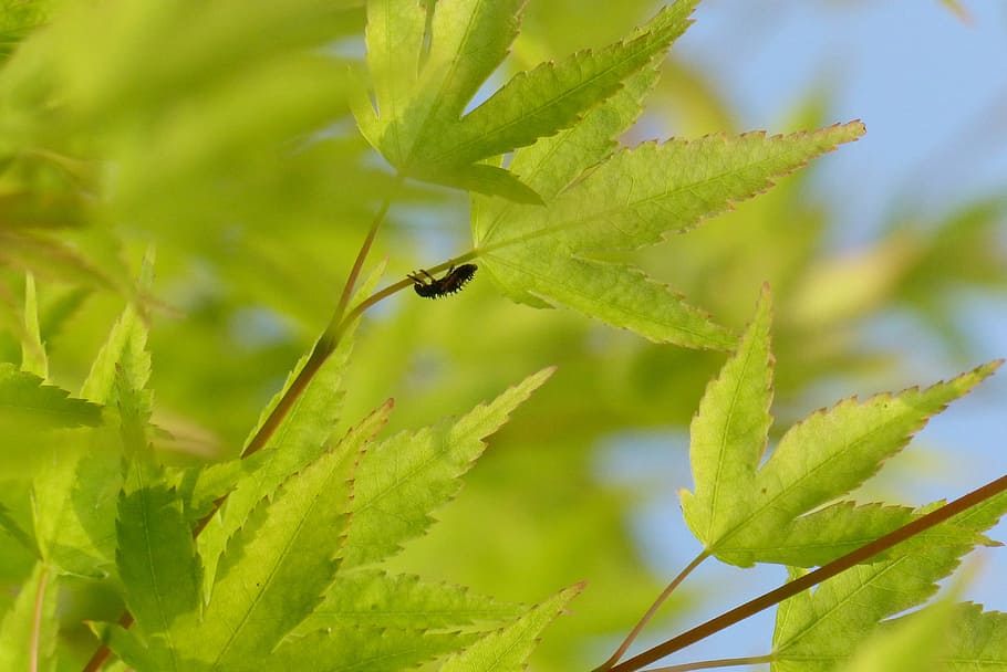 maples, fresh green, spring, wood, insect, natural, new, leaf HD wallpaper
