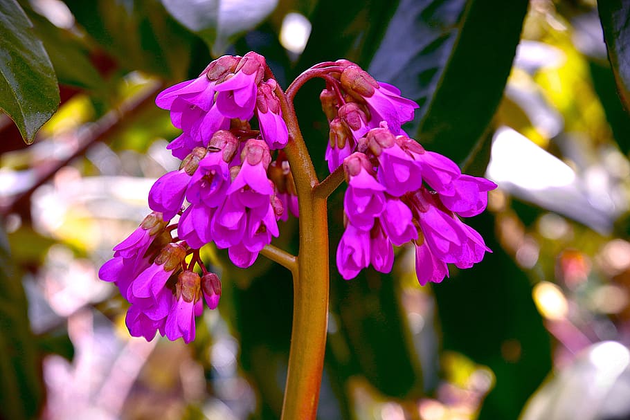 Spring, Blossom, Bloom, Purple, Close, sia, flower, nature HD wallpaper