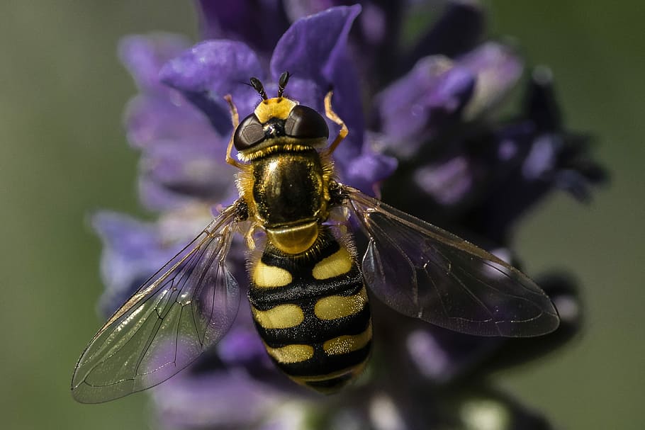 insect, nature, flower, bee, close, wing, garden, pollination HD wallpaper