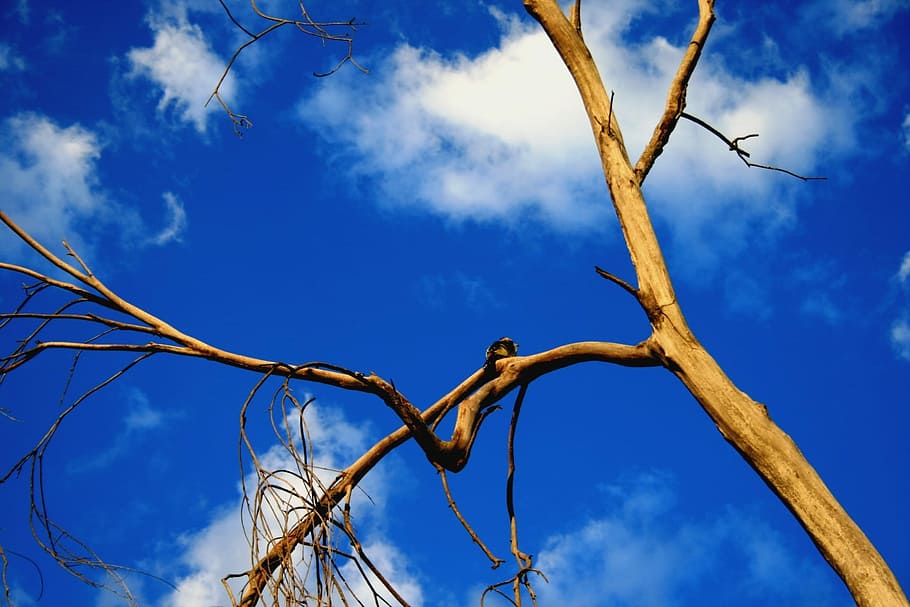 Sunset, Branches, Trunk, Bare, golden light, glowing, birdie HD wallpaper