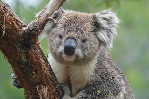 gray koala bear on tree, australia, marsupial, nature, animal HD wallpaper
