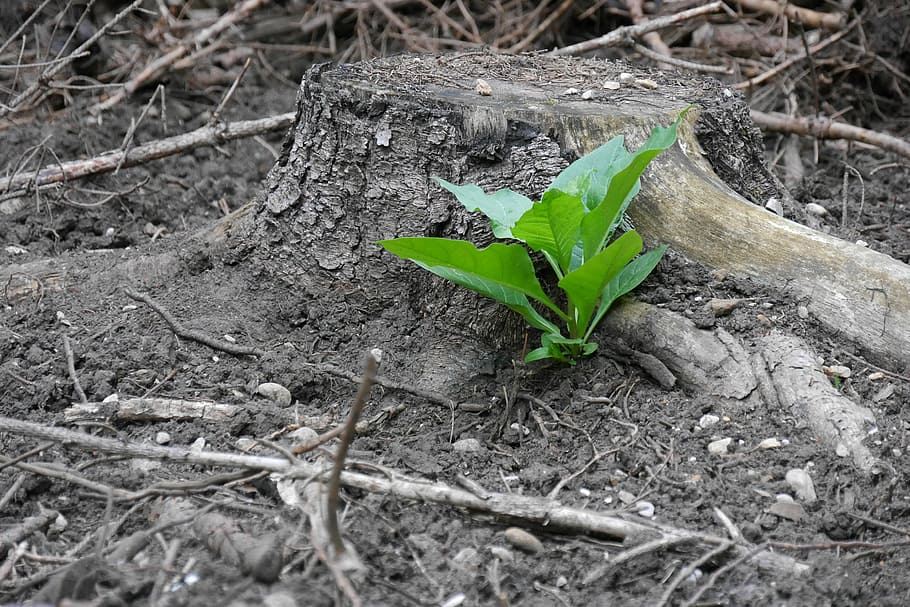 nature, green, leaf, plant part, green color, growth, field HD wallpaper