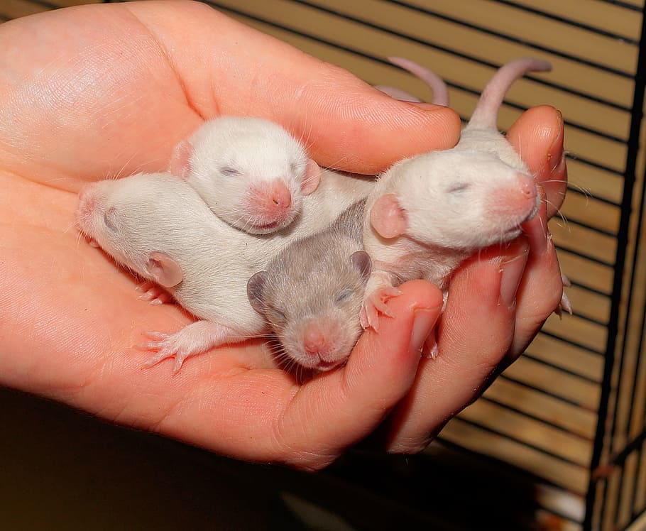 Rat, Babies, Eyes, Closed, Cute, Soft, rat babies, eyes closed