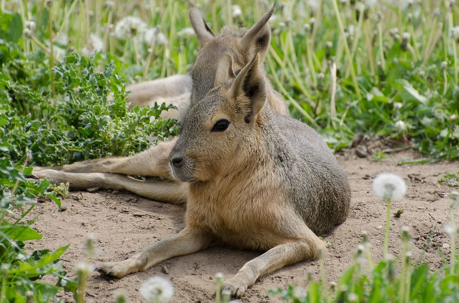 close-up, gorgeous, muzzle, mammal, spring, hare, brown, fur HD wallpaper