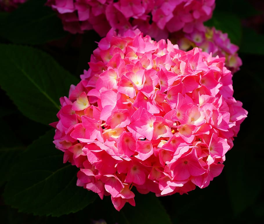 pink and yellow hydrangeas closeup photography, flower, blossom HD wallpaper