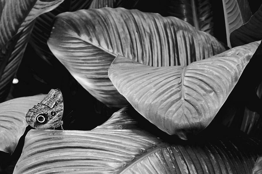 Butterfly, Solitude, Monarch, Wings, antenna, tropical, quiet HD wallpaper