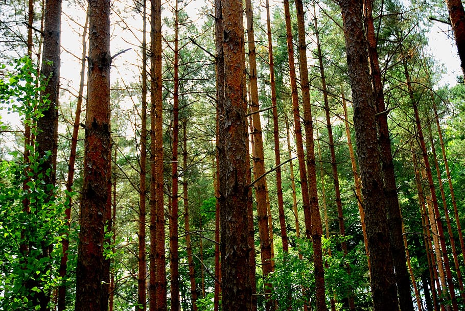 forrest, tree, sky, forest, plant, land, woodland, tree trunk HD wallpaper