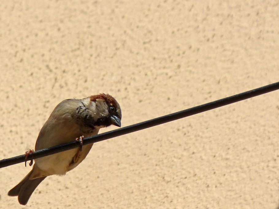 cable sparrow, lookout, bird, one animal, animal wildlife, animal themes HD wallpaper