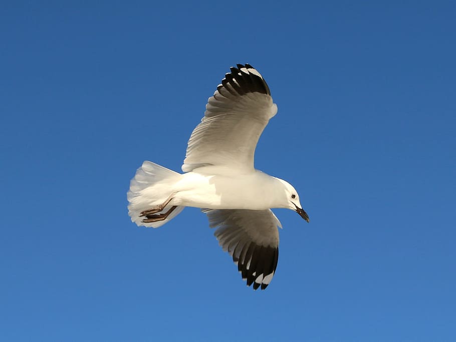 bird, wings, flying, gull, seagull, sky, feather, blue, soar HD wallpaper