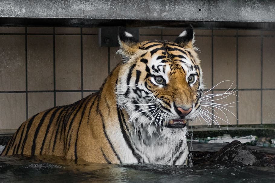 tiger, predator, cat, wildcat, siberian tiger, amurtiger, carnivores HD wallpaper