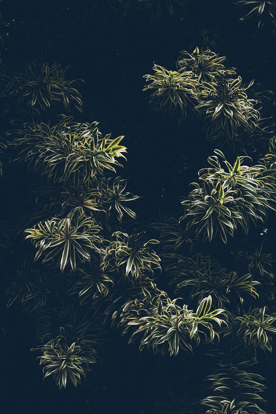 green and yellow leaf plants, green leafed tree, light, dark HD wallpaper