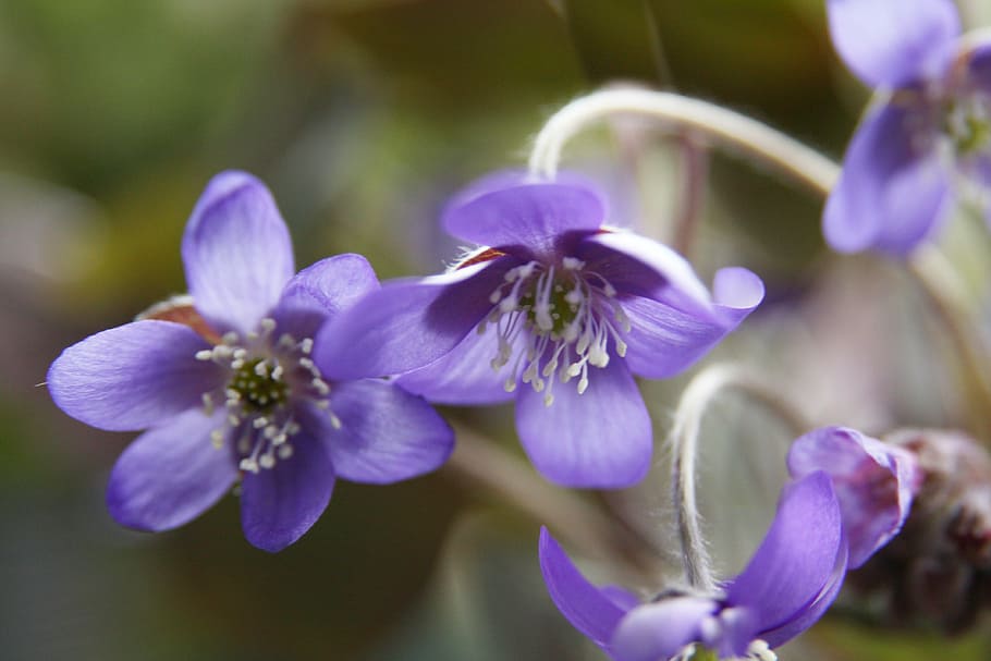 spring, flower, hepatica, nature, spring plant, blue, purple HD wallpaper