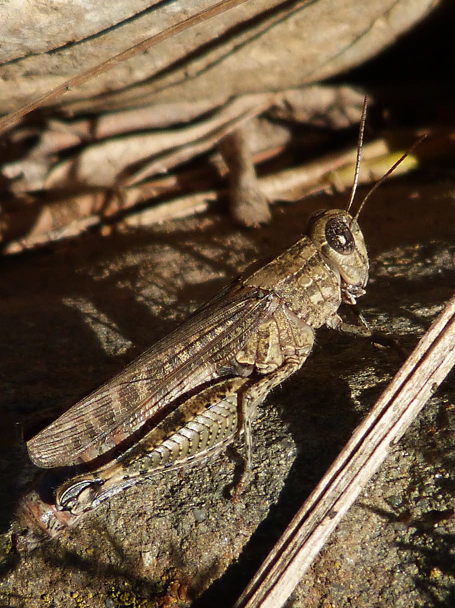 grasshopper, insect, lobster, animal, animal themes, one animal HD wallpaper