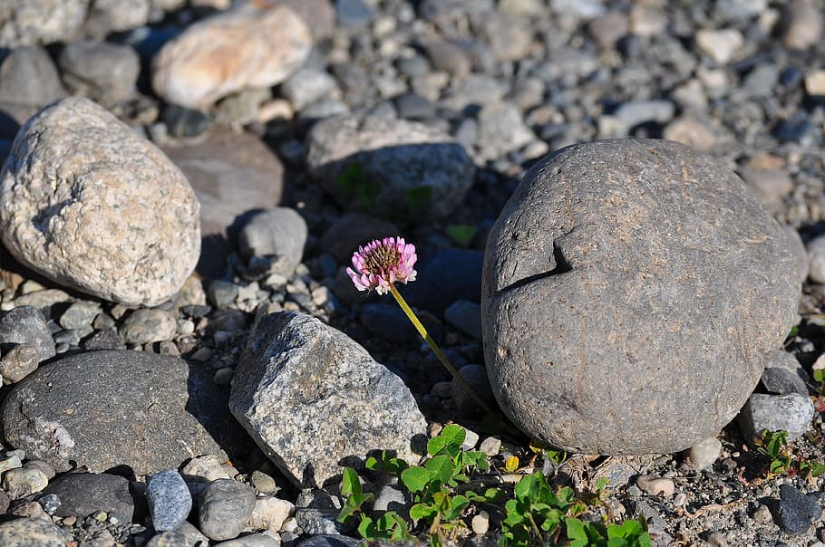 Flower, Clover, Spring, Rock, Blossom, plant, beautiful, nature HD wallpaper