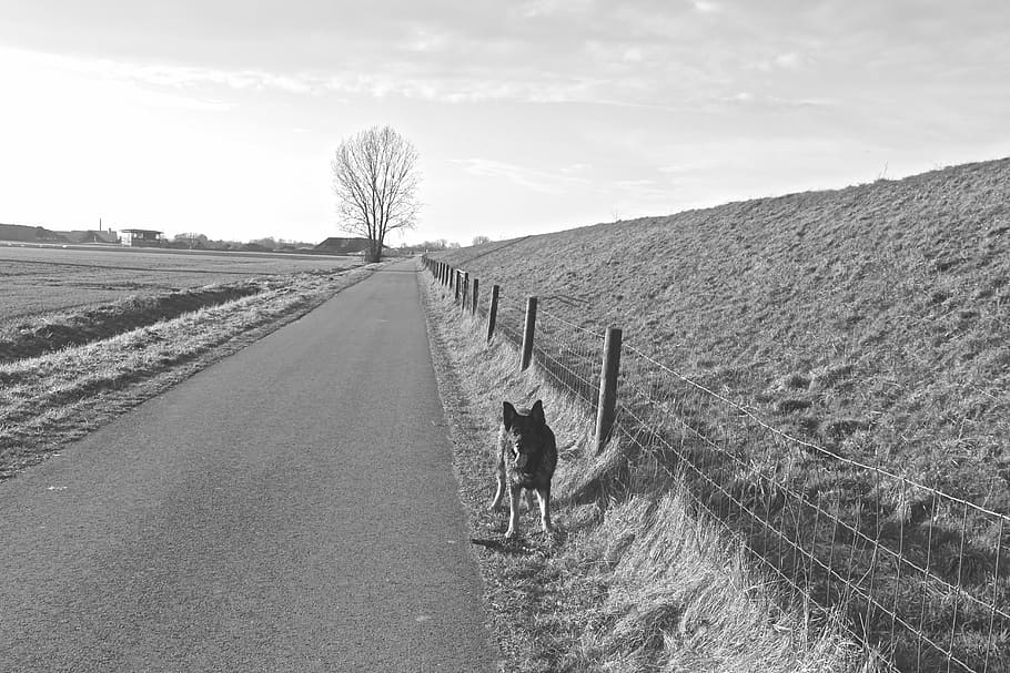away, black white, dog, pets, domestic animals, mammal, animal themes HD wallpaper