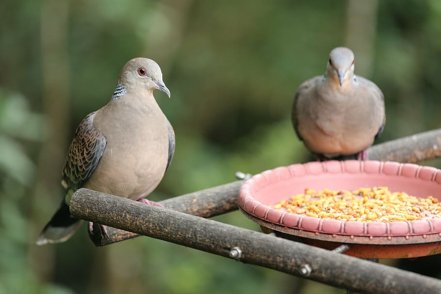 bird, pigeon, pet, animal themes, vertebrate, perching, animal wildlife HD wallpaper
