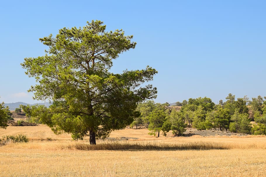 tree, landscape, field, nature, forest, summer, scenery, mathiatis HD wallpaper