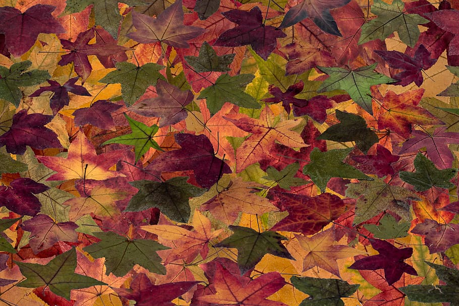 leaves, tree leaves, autumn, tree leaf, fall leaves, dry, mood HD wallpaper