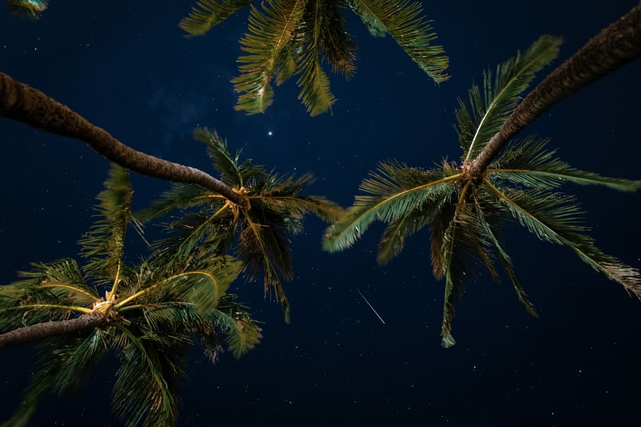 green and brown trees at nighttime, low angle photo of three coconut trees, HD wallpaper