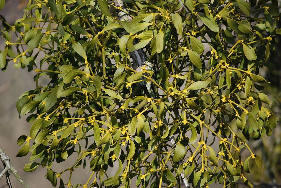 mistletoe, plant, growth, green color, plant part, leaf, beauty in nature HD wallpaper