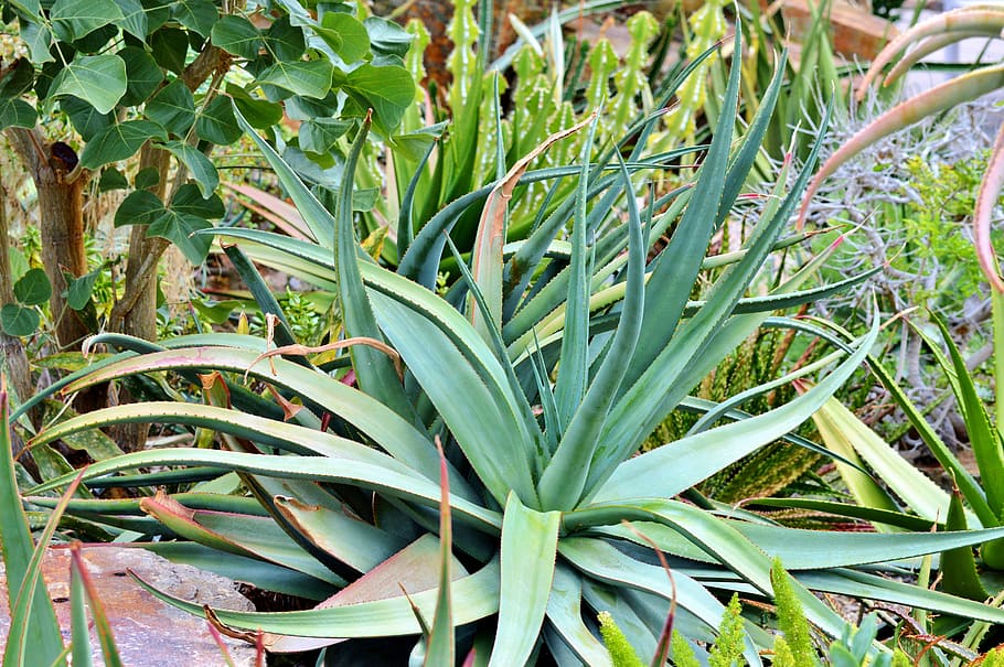 Agave, Cactus, Succulent, Spur, prickly, green, desert, plant HD wallpaper