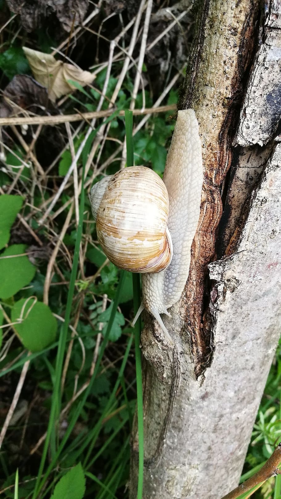 Snail, Nature, Shell, Mollusk, slowly, close, spiral, macro, HD wallpaper