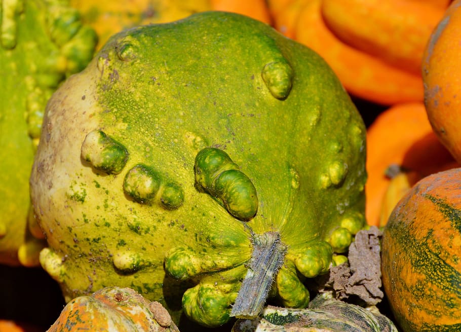 pumpkin, fruit, orange, autumn, cucurbita maxima, choose, large HD wallpaper