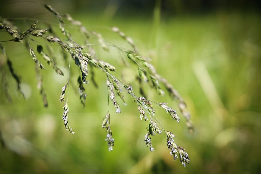 Grass, Meadow, Grasses, Nature, Green, lane, garden, brown HD wallpaper