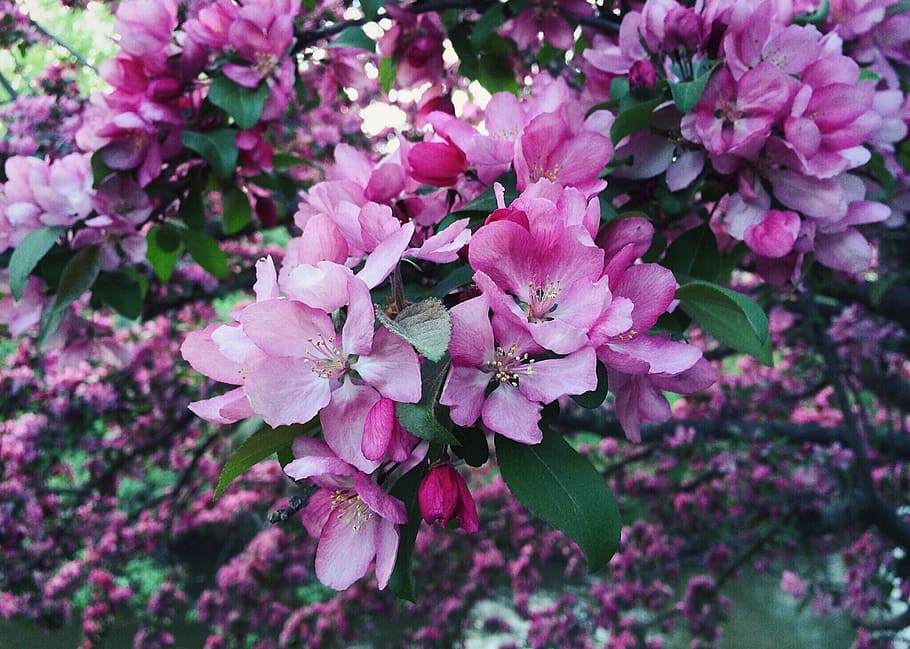 Spring, Bloom, Flower, Blooming, blossoming, color, pink color HD wallpaper