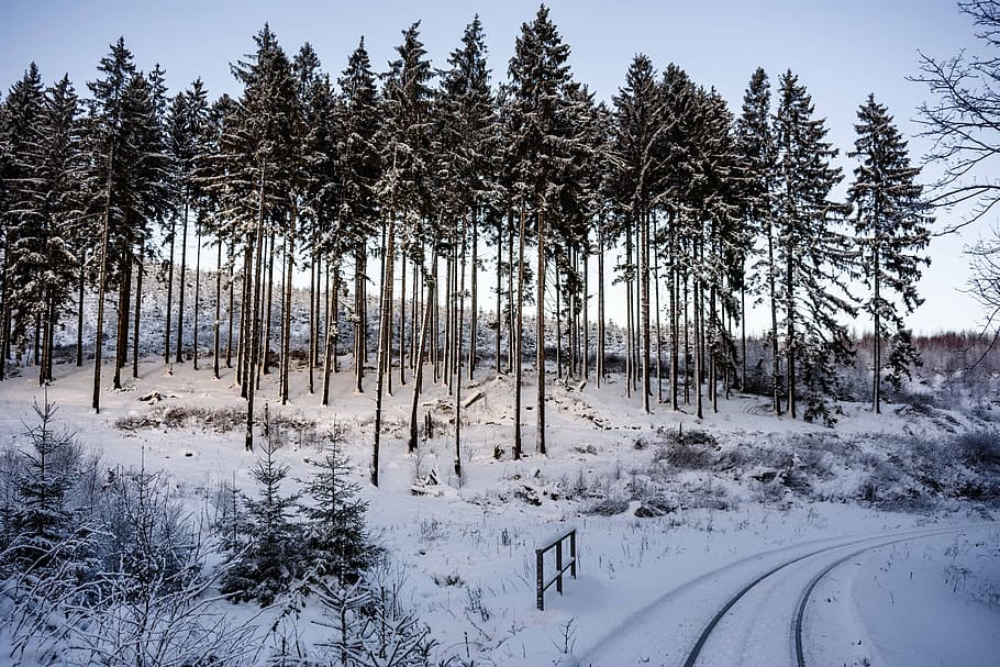 tall trees on snow filled area, wintry, resin, winter, wood HD wallpaper