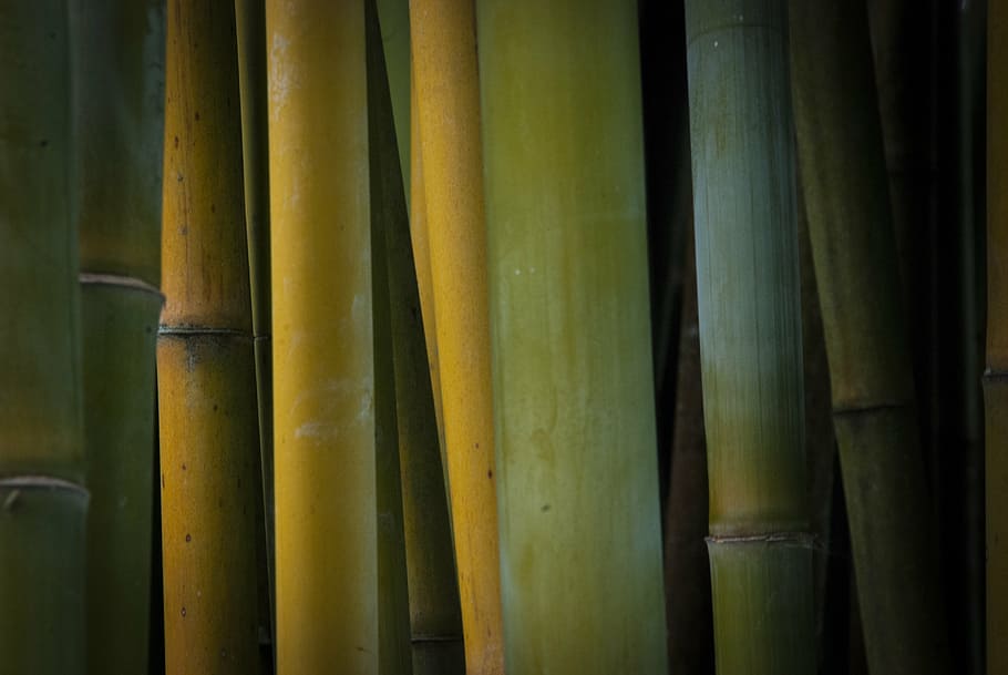 green bamboo tree, nature, plants, full frame, backgrounds HD wallpaper