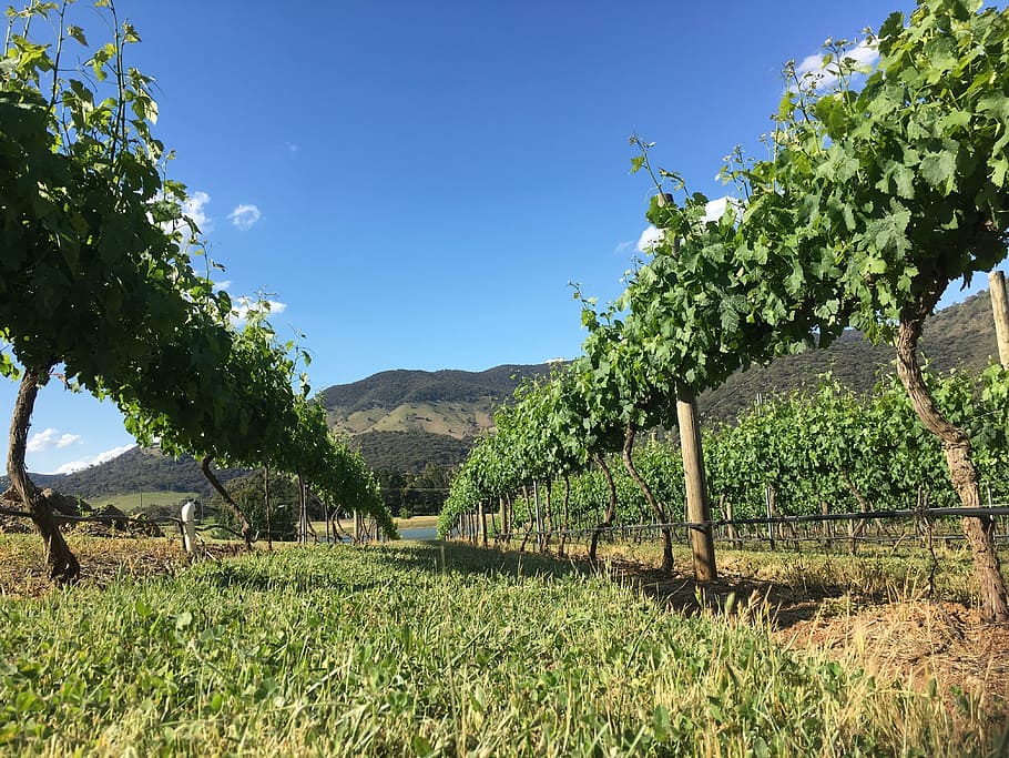 vineyard, australia, summer, landscape, green, rural, country HD wallpaper