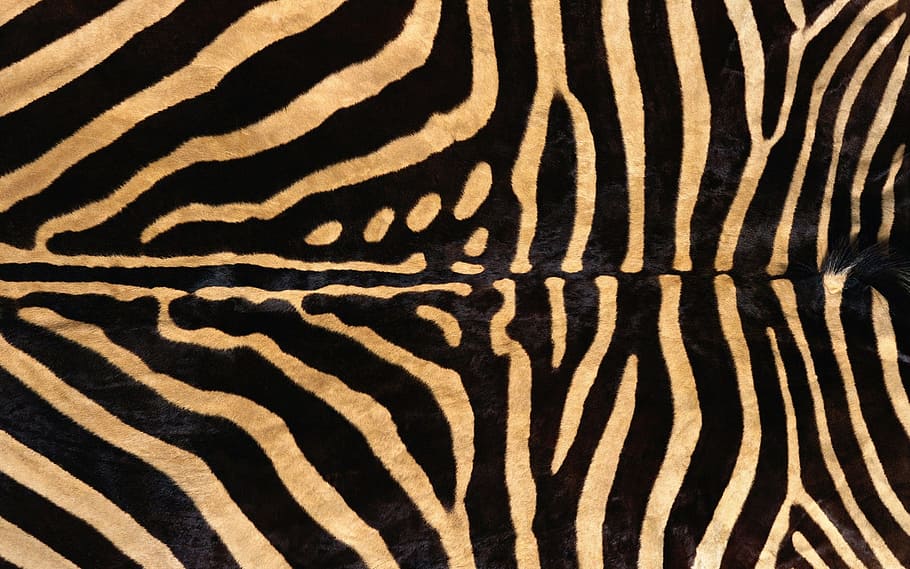Zebra, Fur, Grain, animal wildlife, animals in the wild, striped HD wallpaper