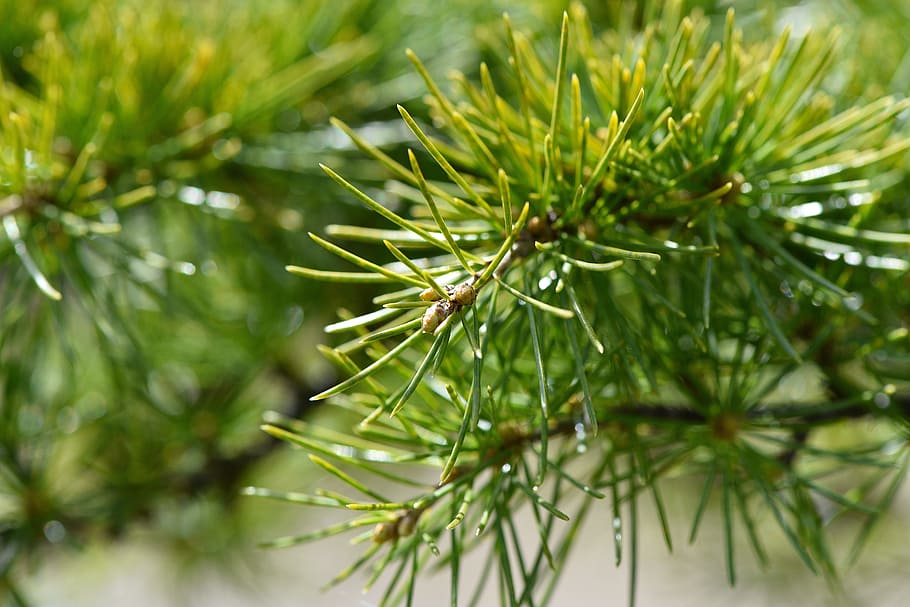 tree, plant, cedar, branch, needles, conifer, nature, green HD wallpaper