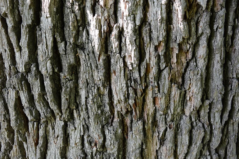 bark, wood, texture, material, brown, rough, surface, tree HD wallpaper